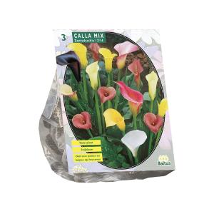 Baltus Calla Zantedeschia Gemengd bloembollen per 3 stuks